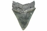 Serrated, Fossil Megalodon Tooth - South Carolina #288188-1
